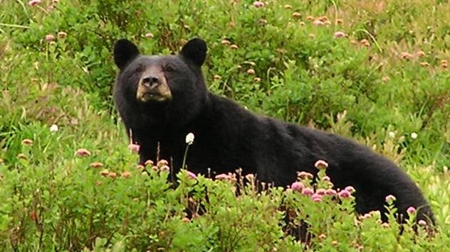 Black bear on grassy field